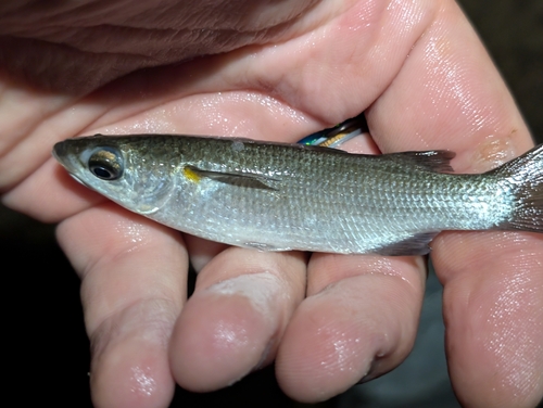 Spitskaak-harder (Neomyxus leuciscus) — Mugilidae — 2