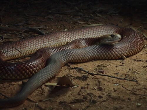 Mulga Snake sighting