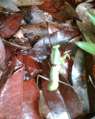 Rhombodera fratricida