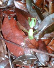 Rhombodera fratricida