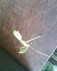 Rhombodera fratricida