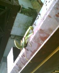 Rhombodera fratricida