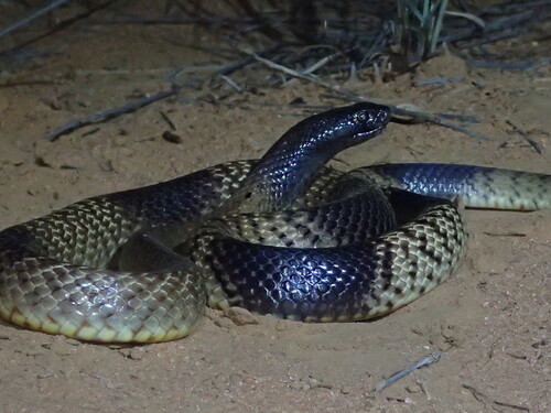 Strap-Snouted Brown Snake sighting