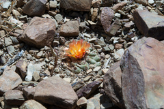 Parodia subterranea