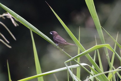 Dusky Munia (Lonchura fuscans), photo 6