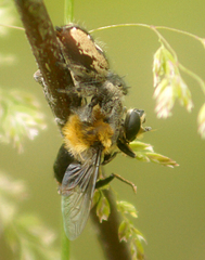 Phidippus insignarius