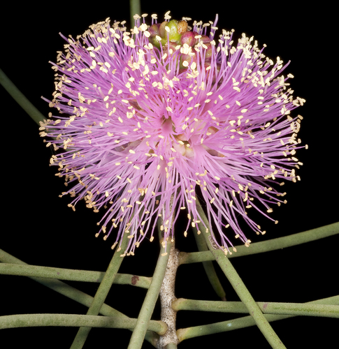 Nematophylla