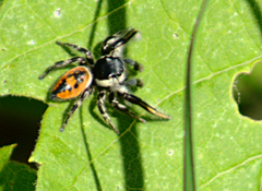 Phidippus insignarius