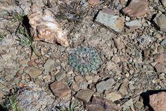 Parodia subterranea