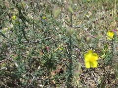 Fumana