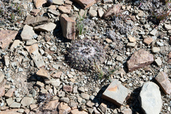 Parodia subterranea