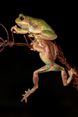 Gastrotheca cuencana