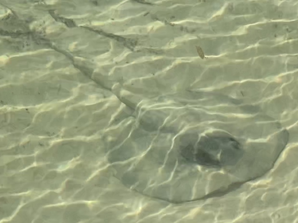 Chupare Stingray