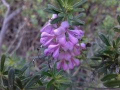Indigofera sulcata