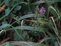 Fumaria officinalis officinalis