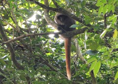 Callicebus nigrifrons