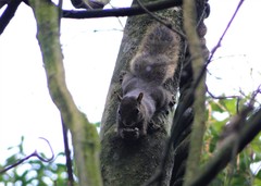 Sciurus aestuans ingrami