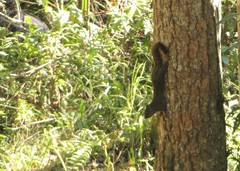 Sciurus aestuans ingrami