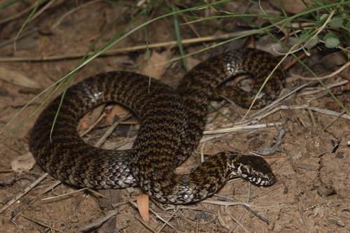 De Vis' Banded Snake sighting