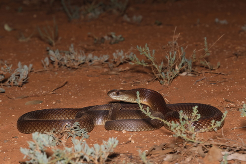 Mulga Snake sighting