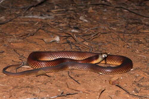 Mulga Snake sighting