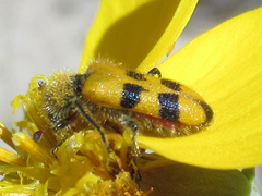 Trichodes bicinctus