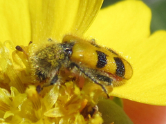 Trichodes bicinctus