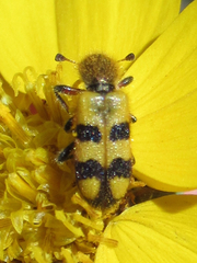 Trichodes bicinctus