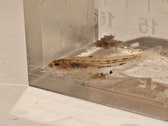 Homaloptera Minnow photo 2