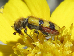 Trichodes bicinctus