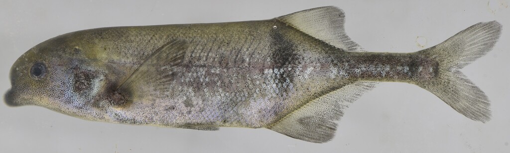 Livingstone's mormyrid (Marcusenius livingstonii) — Mormyridae