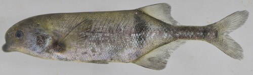 Livingstone's mormyrid (Marcusenius livingstonii) — Mormyridae