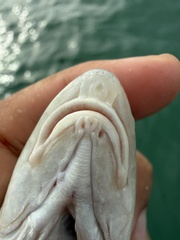 Big-Snout Croaker photo 4