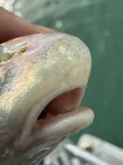Big-Snout Croaker photo 5