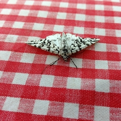 Leucolithodes paulina