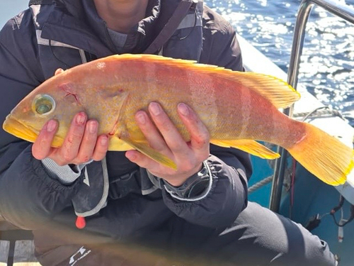 Banded grouper (Epinephelus awoara) — Serranidae — 3