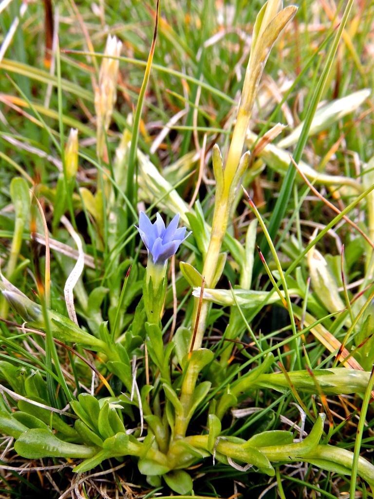 Pygmy Gentian From Predoi Trentino Syd Tirol IT On August 11 2018 At pygmy-gentian-from-predoi-trentino-syd-tirol-it-on-august-11-2018-at