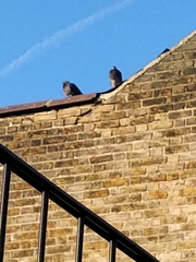 Columba livia domestica
