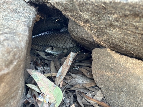 Eastern Brown Snake sighting