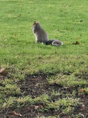 Sciurus carolinensis