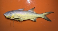 Indian Threadfin photo 1