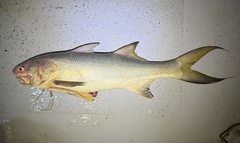 Indian Threadfin photo 2