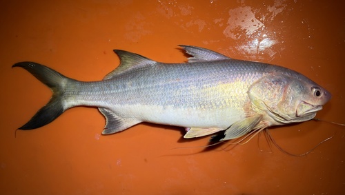 Indian threadfin (Leptomelanosoma indicum) — Polynemidae — 4