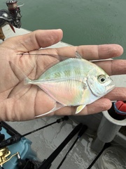Heavyjawed Kingfish photo 4