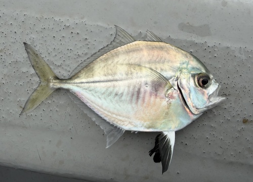 Cleftbelly trevally (Atropus atropos) — Carangidae