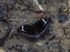 Lexias aeetes