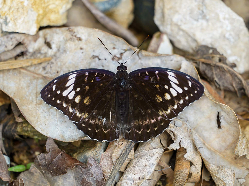 Lexias aeetes