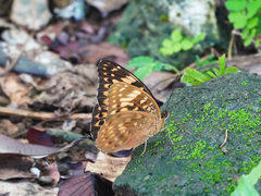 Lexias aeetes