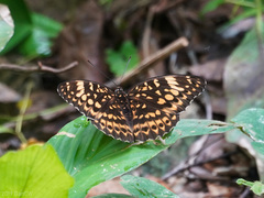 Lexias aeetes