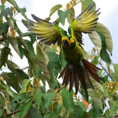 Ognorhynchus icterotis